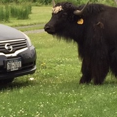 yak and car small