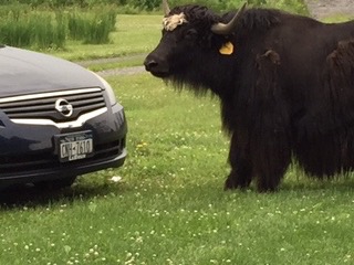 yak and car small