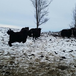 yak on the hill in winter