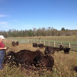 yaks in the pasture small