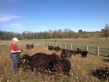 yaks in the pasture small