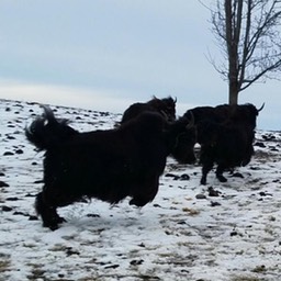 yaks kicking up